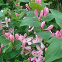 Lonicera tatarica P1A